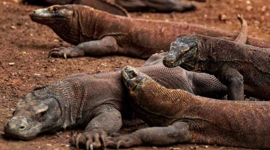 Komodo, Hewan Prasejarah Asli Indonesia