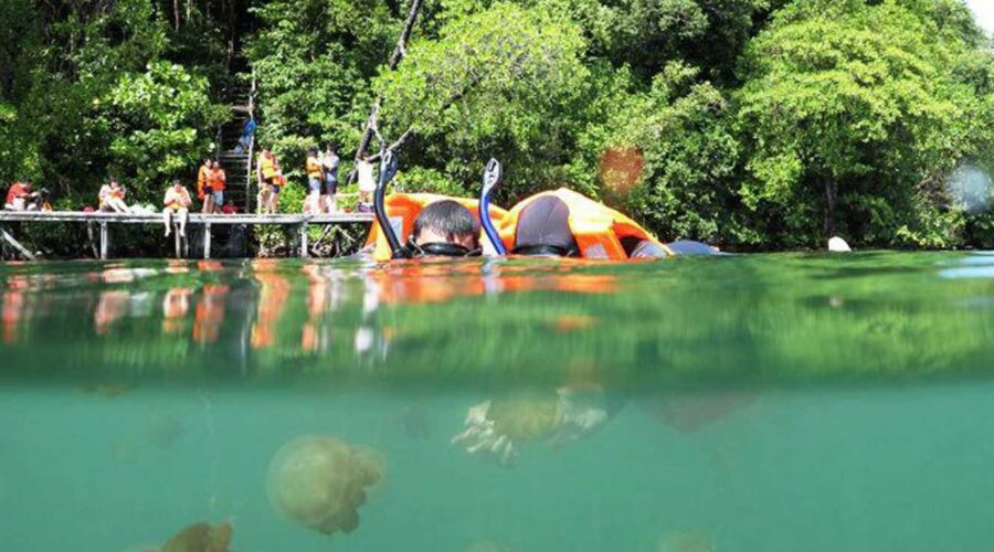 Berenang Bersama Ubur-ubur di Danau Kakaban Kalimantan Timur