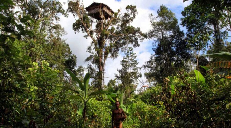 Rumah Pohon Milik Suku Korowai Papua
