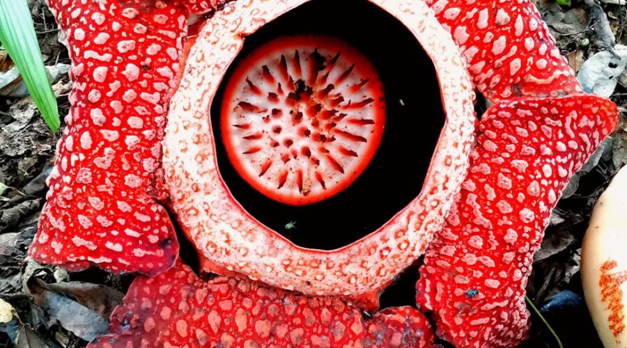 Mengenal Perbedaan Antara Bunga Bangkai dan Rafflesia Arnoldi